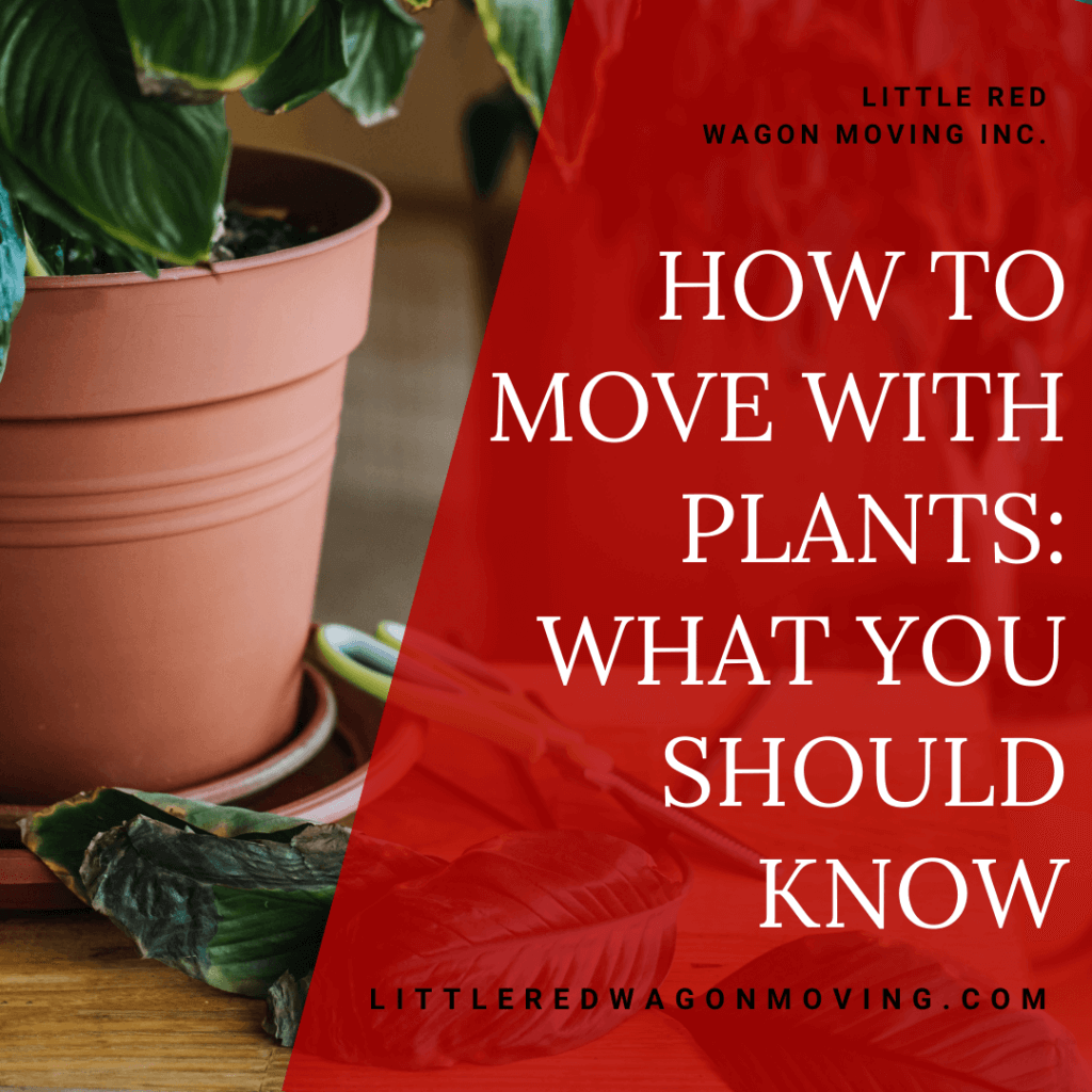The graphic features a picture of plants with a white title toward the right side of the image that reads, "How to Move With Plants: What You Should Know".