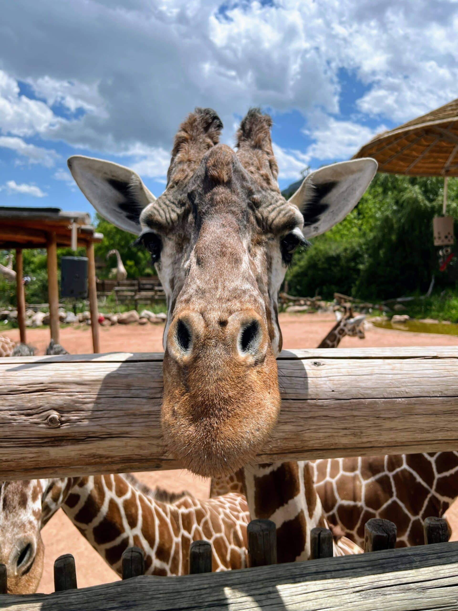 Cheyenne Mountain Zoo - What Are the Best Things to Do in Colorado Springs? - Little Red Wagon Moving 